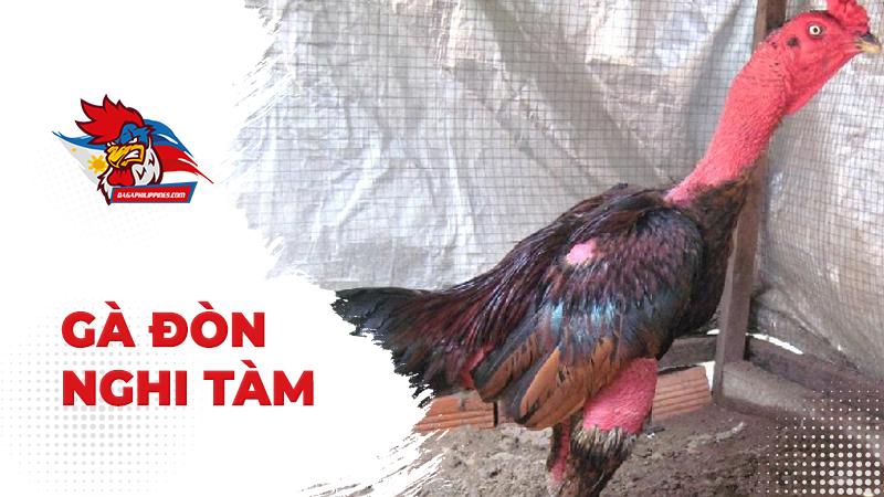 Nghĩa Đô - Hà Nội - Gà đòn Nghi Tàm