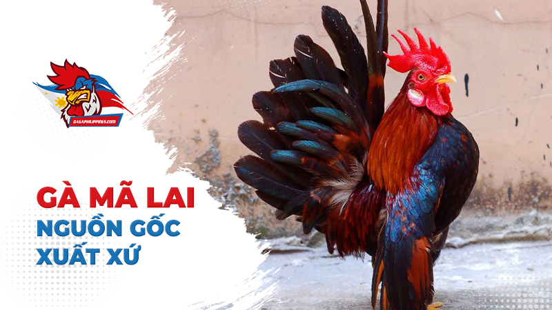 Nguồn gốc của gà chọi Mã Lai