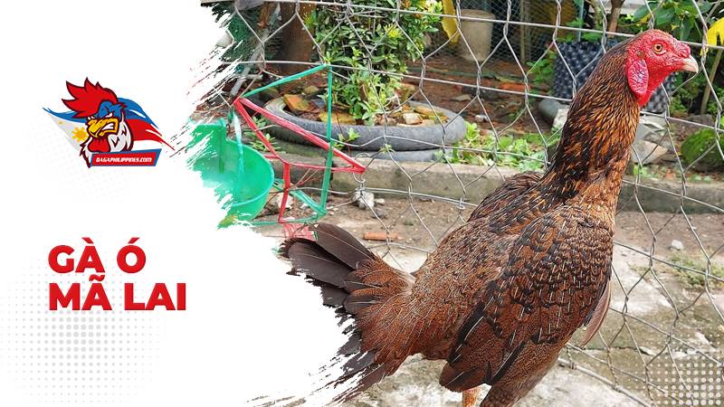Giống gà Ó Mã Lai