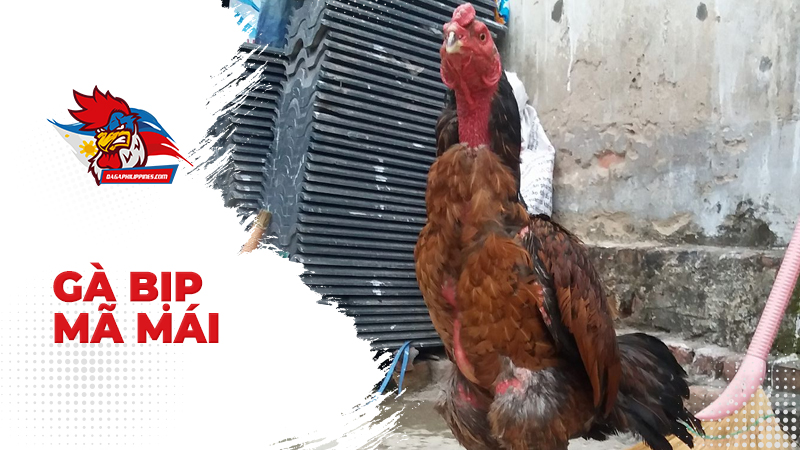 Gà đá Bịp Mã Mái