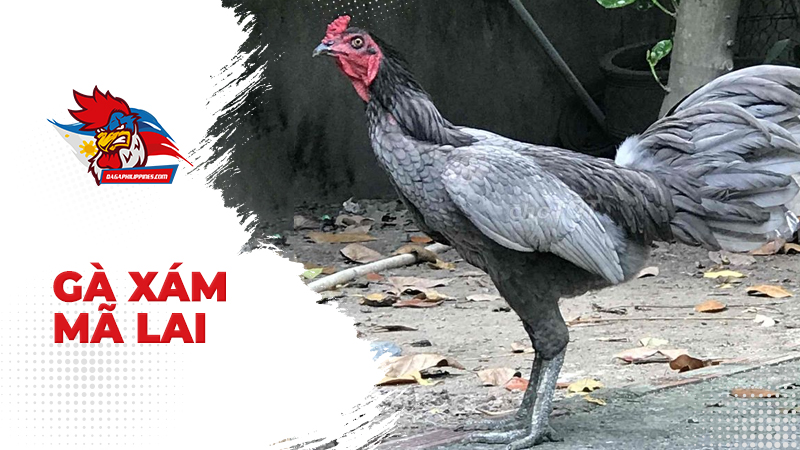 Gà Xám Mã Lai