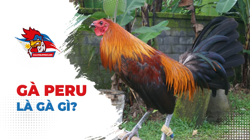 Gà Peru là giống gà gì?