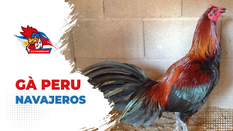 Có bao nhiêu loại gà Peru?