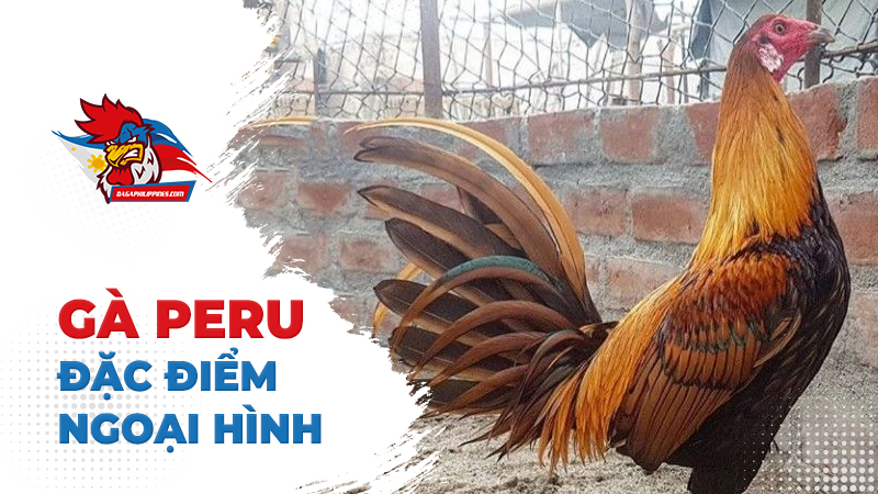 Đặc điểm cơ thể để biết gà peru đá hay không ?