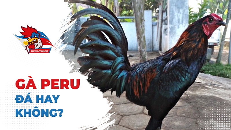 Có nên mua gà peru không?