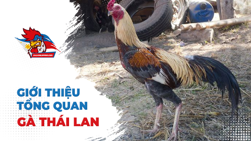 Giới thiệu tổng quan về gà chọi Thái Lan