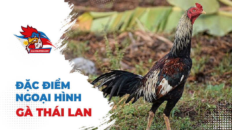 Ngoại hình của giống gà Thái Lan