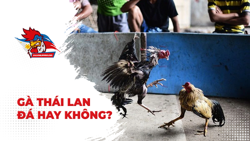 Gà Thái Lan đá có hay không?