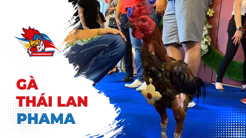 Dòng gà Phama Thái