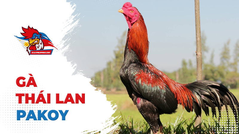 Gà Pakoy Thái Lan