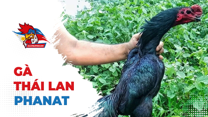 Gà Phanat