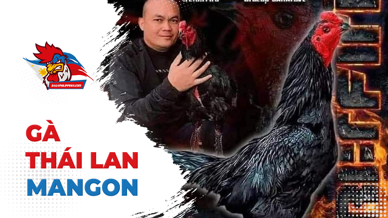 Dòng gà Thái Lan Mangon