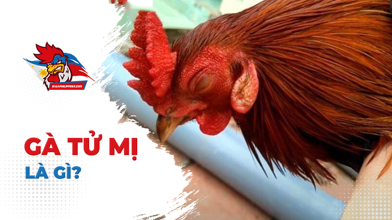 Gà Tử Mị là gì?