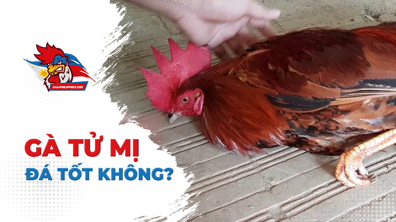 Gà Tử Mị đá có hay không?