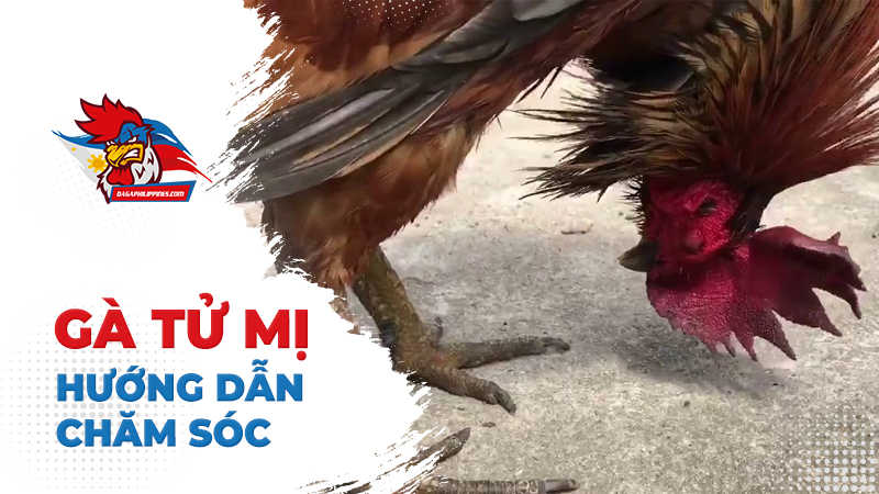 Hướng dẫn cách chăm sóc và huấn luyện gà Tử Mị đúng cách