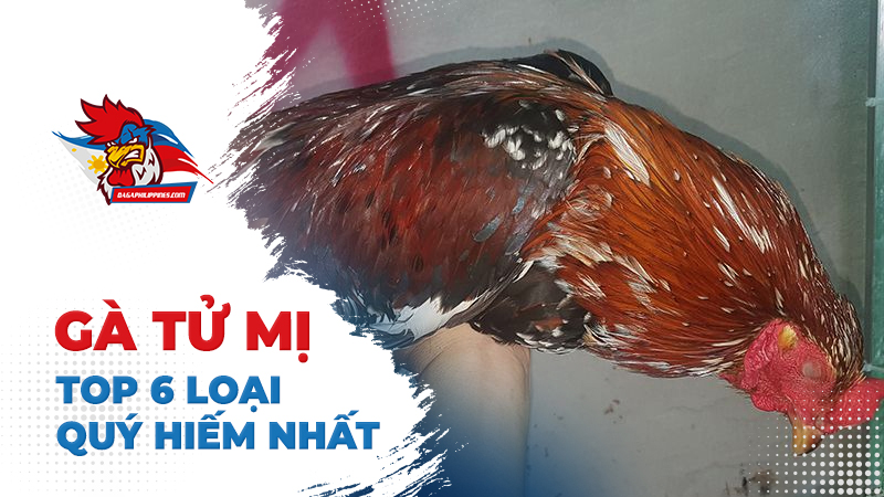 Top 6 loại gà Tử Mị quý hiếm nhất