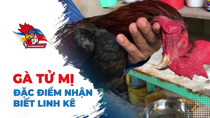 Những đặc điểm nhận biết gà Tử Mị tướng linh kê
