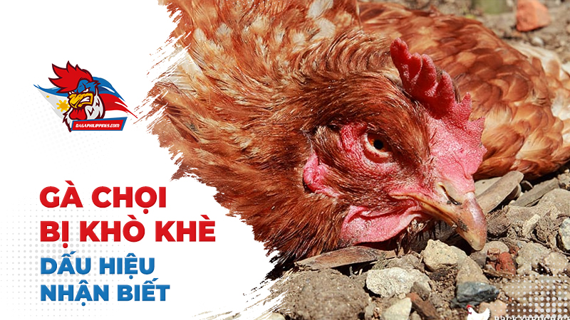 Dấu hiệu nhận biết gà chọi bị khò khè