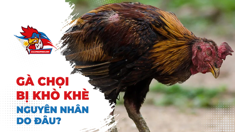 Nguyên nhân khiến gà chọi bị khò khè