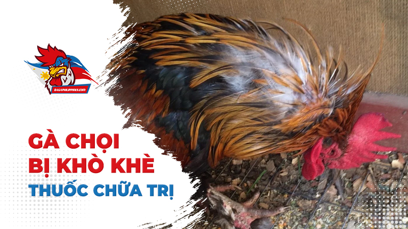 Thuốc chữa gà chọi bị khò khè? Điều trị ra sao?
