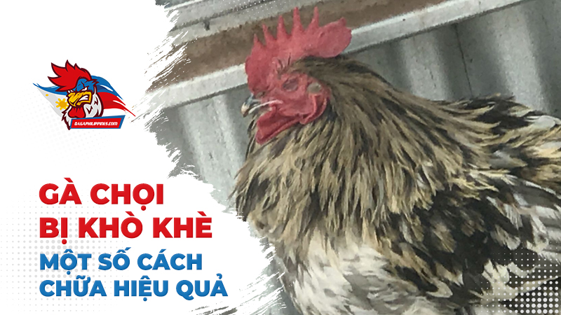 Một số cách chữa gà chọi bị khò khè