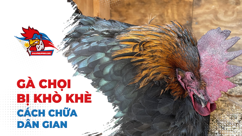 Một số phương pháp chữa gà chọi bị khò khè bằng dân gian