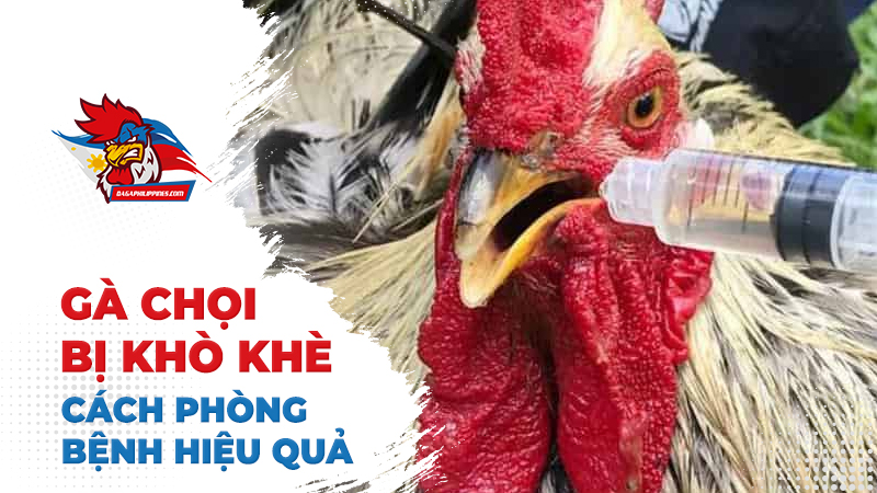 Cách phòng bệnh cho gà chọi bị khò khè