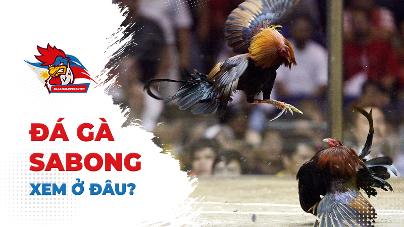 Xem trực tiếp đá gà sabong ở đâu?